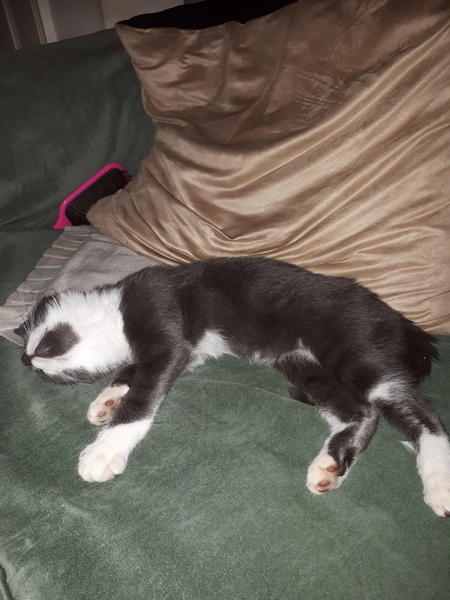 Anybody tamed a feral kitten?