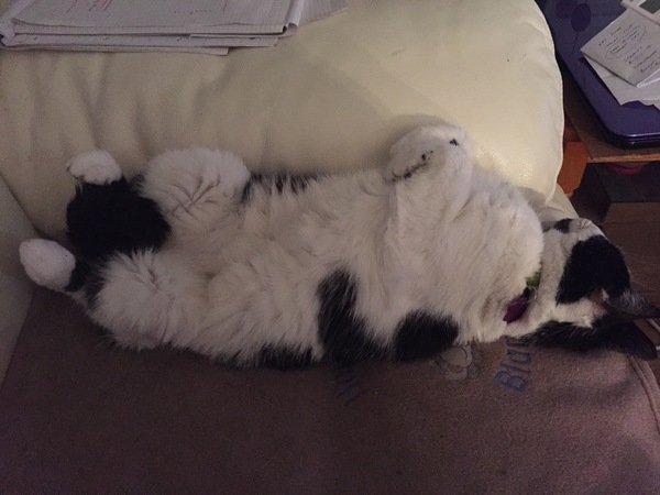 Floofy photos on Sunday