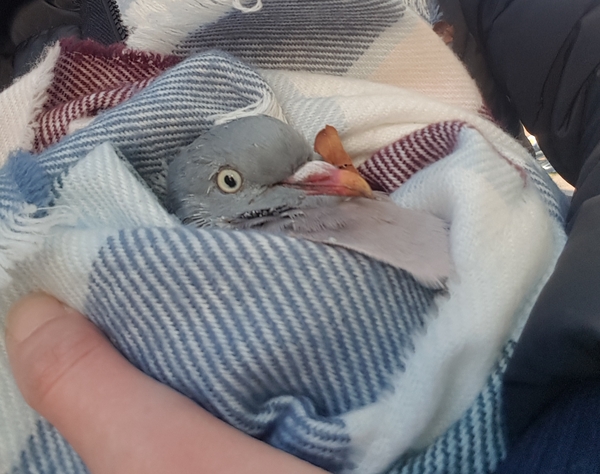 Pigeon rescue- will the vets charge me?!
