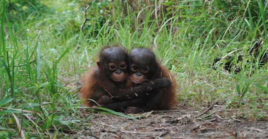 To ask people to help me find palm oil free products.