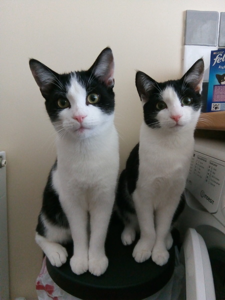 How much do your older kittens weigh?