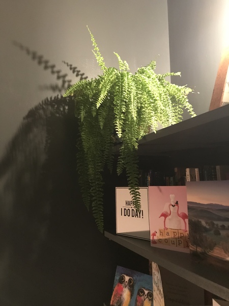 Who do my fern leaves keep going crispy?!