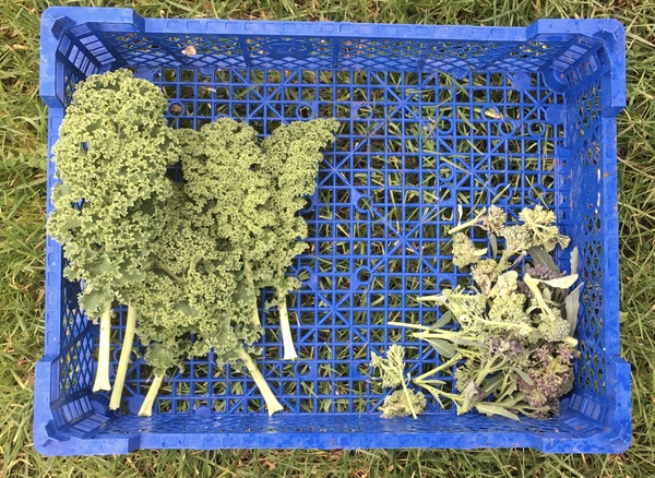 Allotment?Veg Patch Thread 13! Are we weathering the weather?