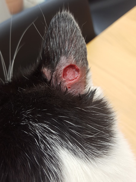 My cat has this injury. How to treat??