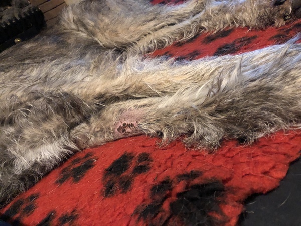 Whether to take on rescue greyhound