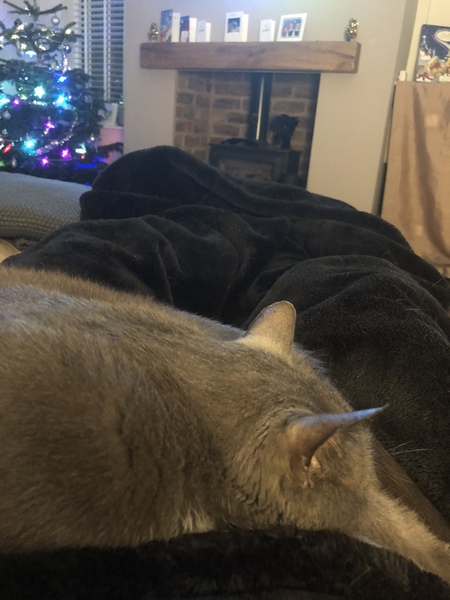 Reluctant cat owner