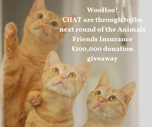 Did you vote for Celia Hammonds in the Mumsnet animal charity vote? They are in the final and need your vote again