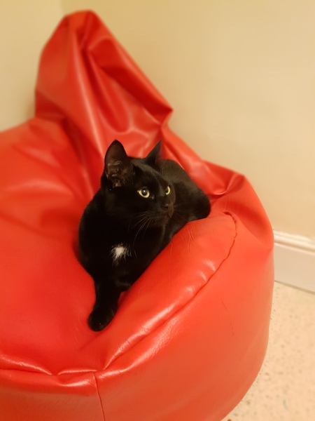 What's your DCat up to today? (Thread 7!)