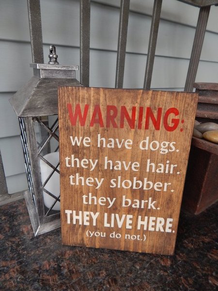 To not like dogs