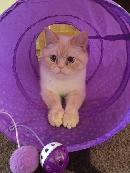 Cheddar wants to see her Exotic shorthair cousins.