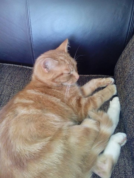 Name for Ginger Tom