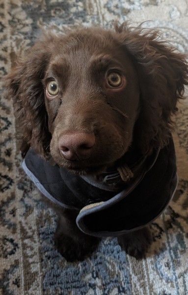 To think puppies are hard work! (But worth it).