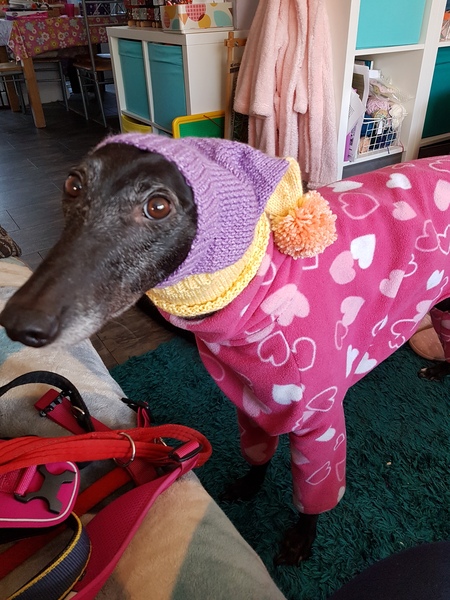 Rescue greyhound questions!