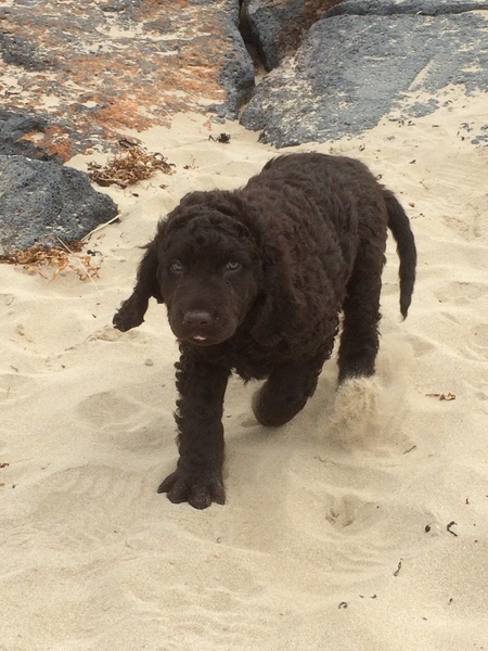Puppy Survival Thread Part 6