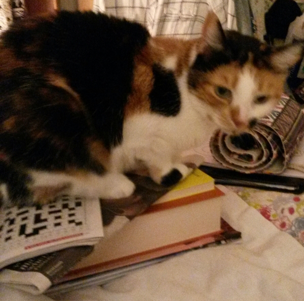 Things your cat hates about you
