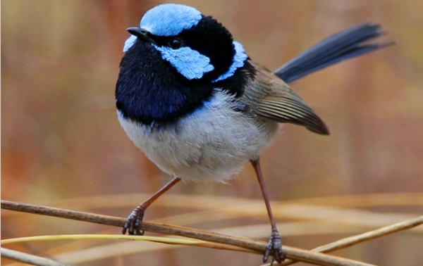 Wren for a girl