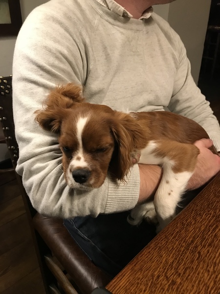 To not like dogs