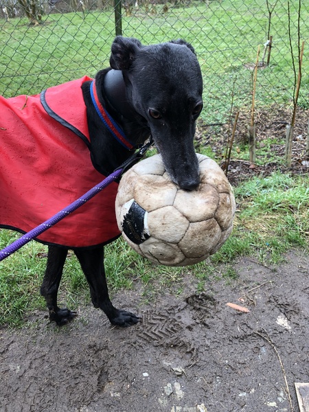 Rescue greyhound questions!