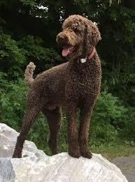 Labradoodle?