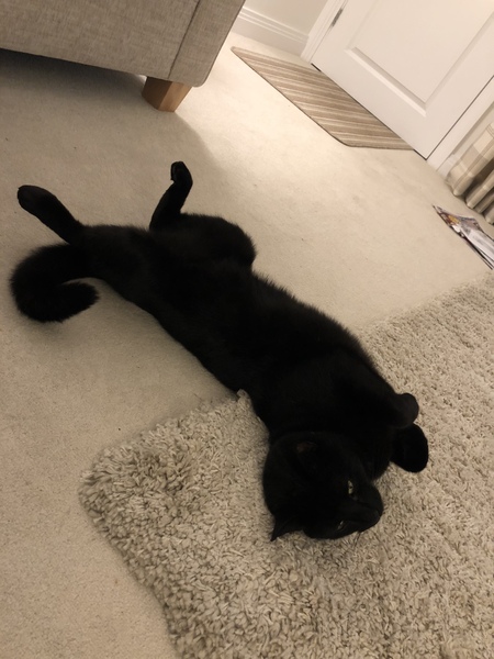 What's your DCat up to today? (Thread 7!)