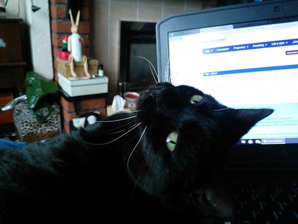 Things your cat hates about you