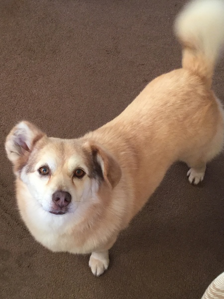 Doggy DNA/ Any guesses? UPDATE: The results are in! **Title edited by MNHQ**
