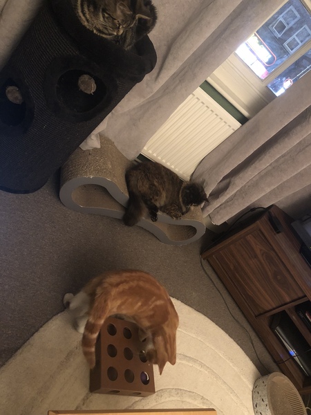 What's your DCat up to today? (Thread 7!)