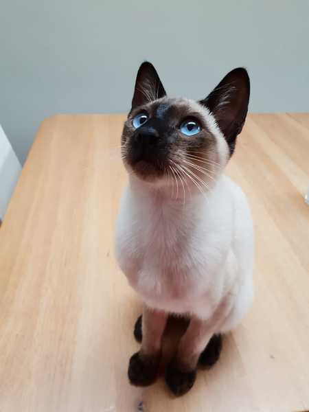 Introducing new kitten to existing kitten