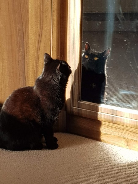 I may have accidentally adopted a pair of kittens...