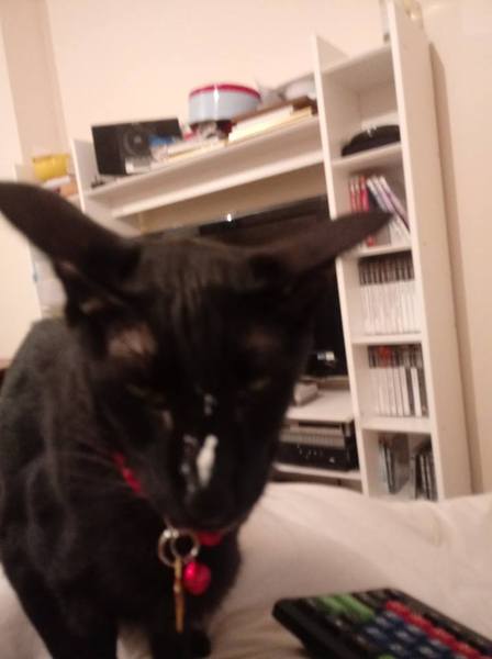 Which strange items do you cats love?