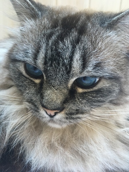 Ragdoll cats/kittens