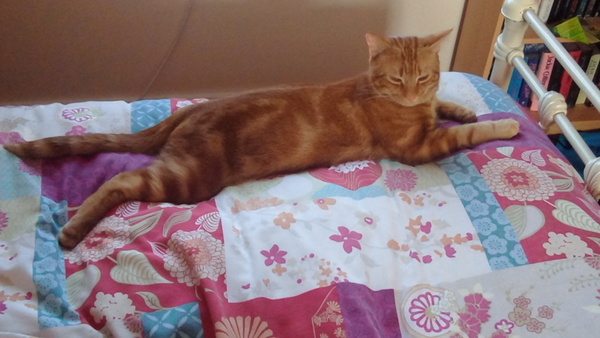 Name for Ginger Tom