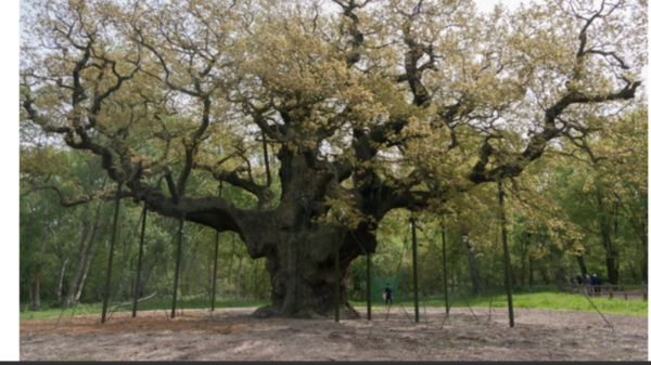 I want to plant an English oak - talk some sense into me!