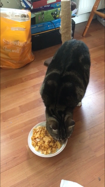 Cheddar just stole my breakfast!