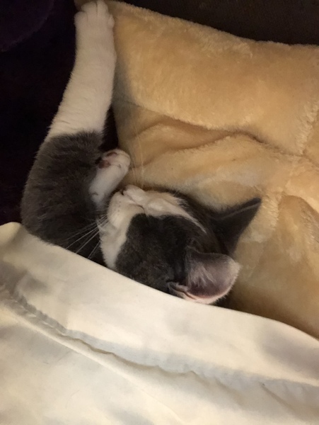 My baby is booked to be spayed and I’m scared!