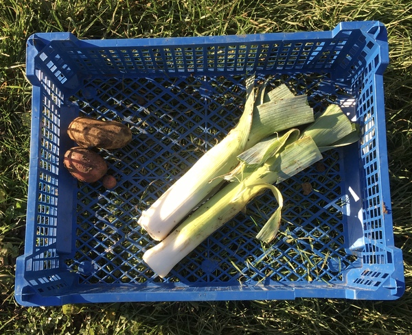 Allotment?Veg Patch Thread 13! Are we weathering the weather?