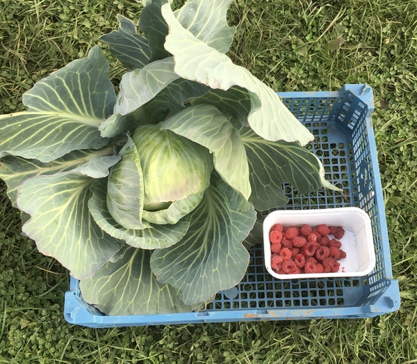 Allotment?Veg Patch Thread 13! Are we weathering the weather?