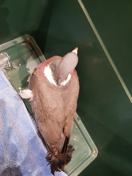 Pigeon rescue- will the vets charge me?!