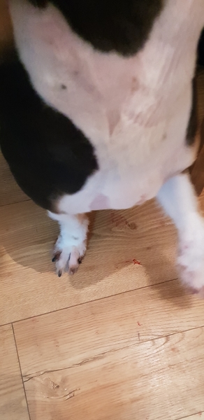 Aibu regarding dog groomer injuring my dog