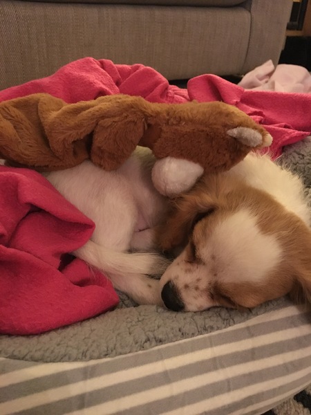 Rehoming but not via a charity