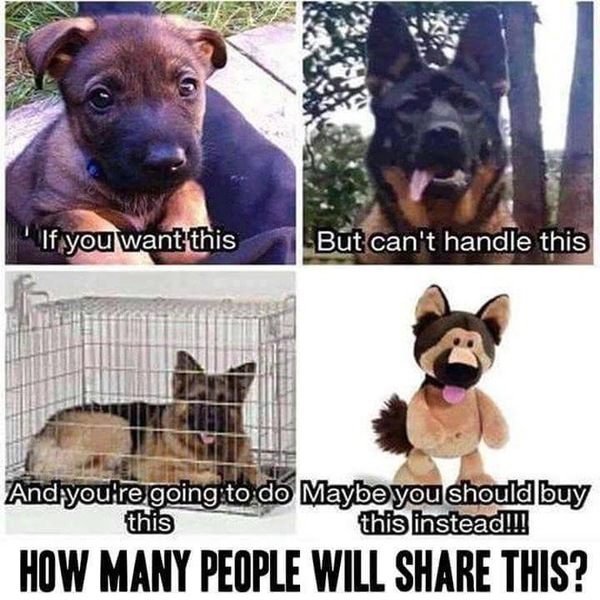 DH got a dog?