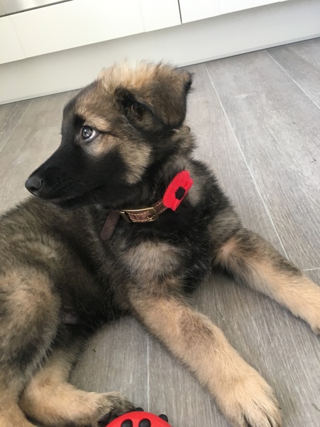 Puppy Survival Thread Part 6
