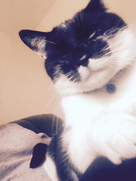 Who is the crazy of craziest cat person ?