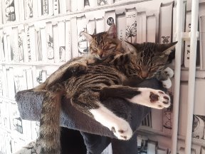 Rescue kittens arrive tomorrow! Help!!!