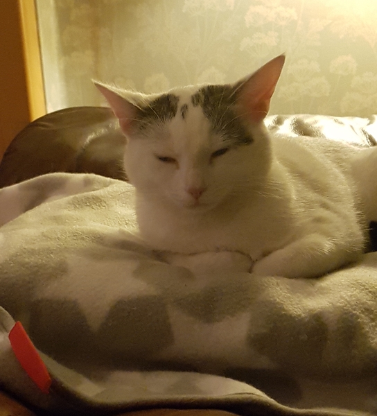 Reluctant cat owner
