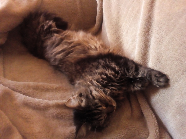 Best cat bed under £20?