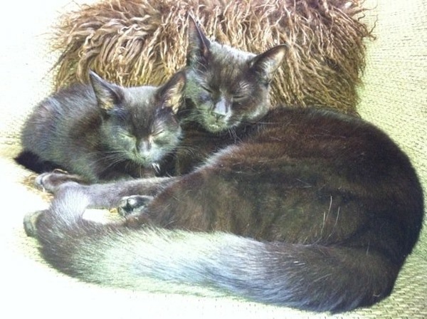Introducing new kitten to existing kitten