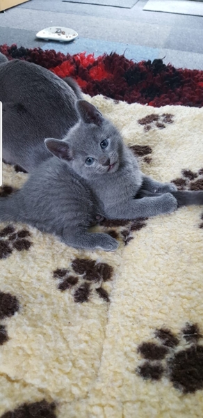 Is she a Russian Blue or have I been ripped off?