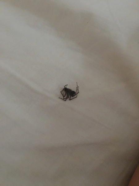 *Spider Warning* details in thread to save the arachnophobes