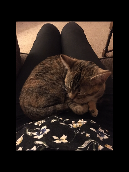 Scared cat changed after surgery..?